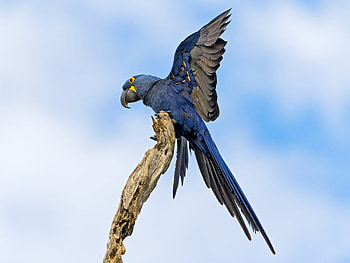 Animals, Parrots, Bird, Flight, Wave, Sweep HD wallpaper