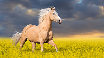 Palomino, Horses HD wallpaper