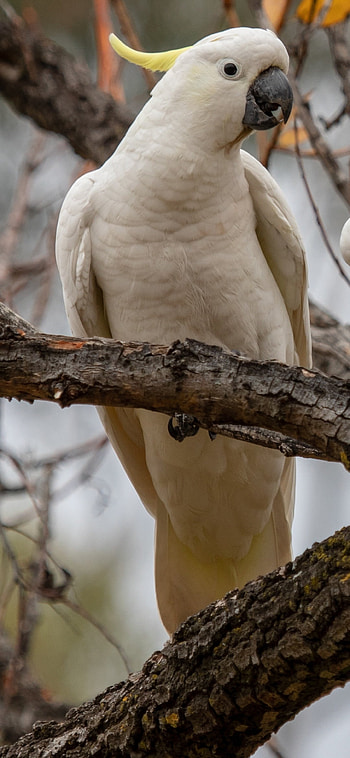 Sulfur-crested cockatoo, Nature's beauty, Feathered friend HD phone wallpaper