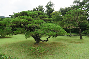 Pine trees, grass, green, park HD wallpaper