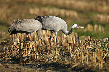 Animals, Grass, Bird, Stroll, Crane HD wallpaper