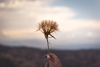 Flowers, Decorations, Flower, Plant, Hand HD wallpaper