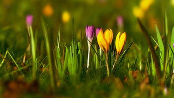Crocuses, pink, crocus, yellow, flower, green, primavara, spring HD wallpaper