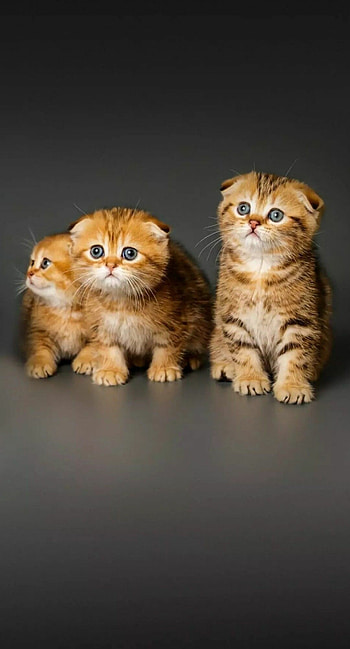 Siblings, Scottish Folds HD phone wallpaper
