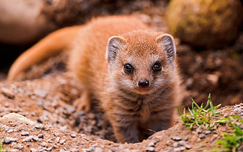 Mongoose, Animal backgrounds, Zoey Cunningham, Wildlife graphy HD wallpaper