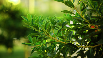 Fresh green leaf, 1920x1080, green, leaf, fresh, full HD wallpaper
