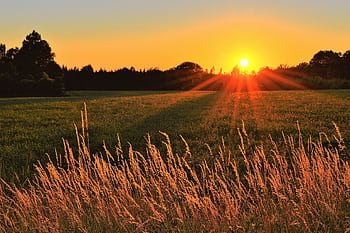 Golden sunlight over a peaceful rural field at sunset, creating a scenic landscape. HD wallpaper