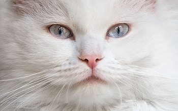 Cat, pisica, animal, white, blue eyes, skin, face HD wallpaper