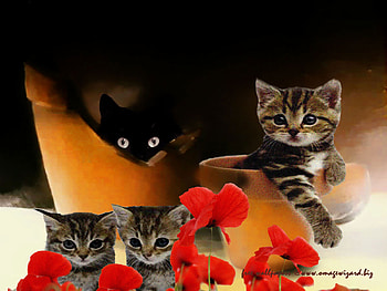 broken pot cats, art , animals, cats, flowers, pots, nice HD wallpaper