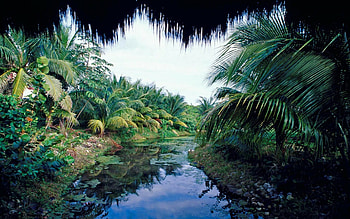 Jungle oasis, Nature's sanctuary, Verdant retreat, Ecological haven HD wallpaper