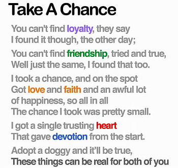 TAKE A CHANCE, dogs, chance, take, a HD wallpaper