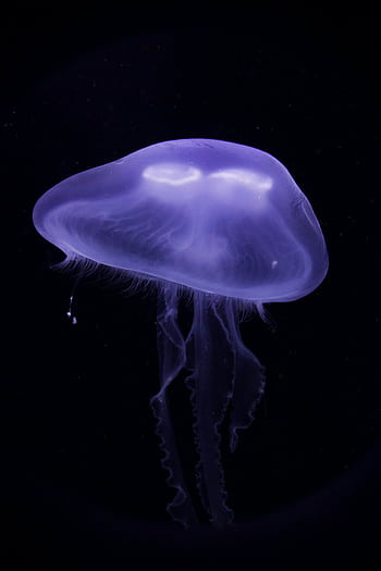 A mesmerizing close-up of a translucent jellyfish illuminated in dark waters, showcasing its luminescent glow. HD phone wallpaper