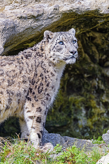 Animals, Snow Leopard, Predator, Big Cat, Beast, Irbis HD phone wallpaper
