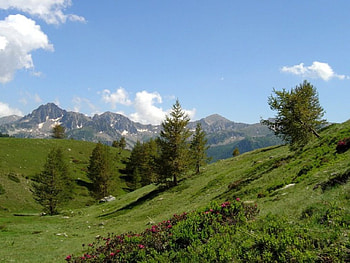 Mercantour National Park, flowers, mountains, france, park HD wallpaper