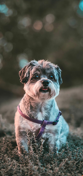 Terrier, Dogs HD phone wallpaper