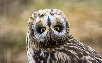 You look funny, bird, face, pasare, bufnita, funny, owl HD wallpaper