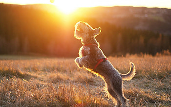 Animals, Sun, Dog, Ball, Bounce, Jump HD wallpaper
