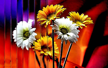 bunch of daisy, bunch, wp, daisy, flower HD wallpaper