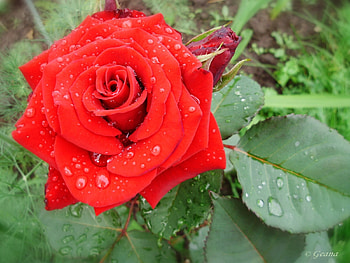 Plants, Holidays, Flowers, Roses, March 8, International Women's Day (Iwd) HD wallpaper
