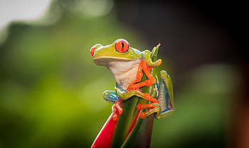 Frog , collection, Animal graphy, Nature-themed HD wallpaper