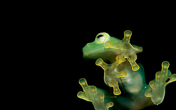 Frog, black, frogs, green, reptiles, nature HD wallpaper