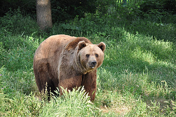 Brown Bear, animal, brown, forest, bear HD wallpaper