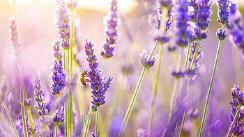 Lavender HD wallpaper