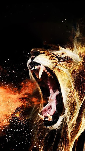 Fire Lion, Angry Lion HD phone wallpaper