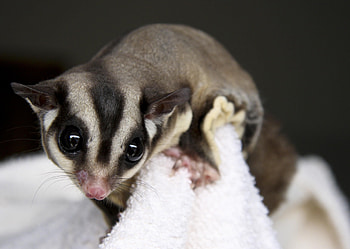 Sugar glider , Nature's adorable, Wildlife wonders, Captivating moments HD wallpaper