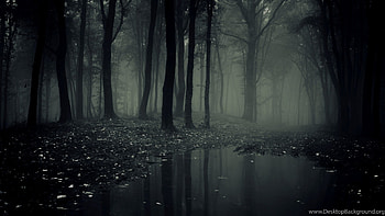 Dark Forest High Resolution Background, Ultra High Resolution Forest HD wallpaper