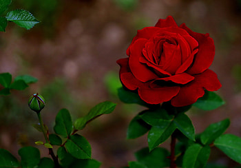 Red rose, Bud, Leaves, Red, Rose HD wallpaper
