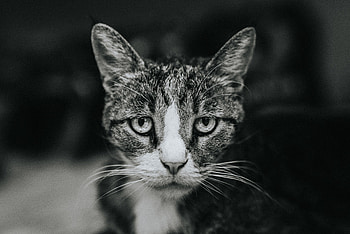 Animals, Cat, Sadness, Sight, Opinion, Bw, Chb, Sorrow HD wallpaper