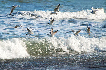 seagulls, sea, turkey HD wallpaper