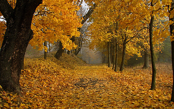 Landscape, Autumn, Leaves HD wallpaper