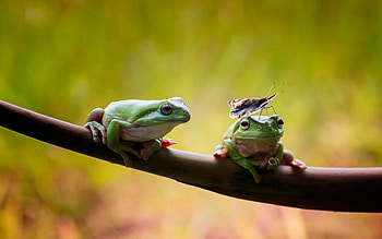 Animals, Nature's wonders, Wildlife graphy, and mobile backgrounds HD wallpaper
