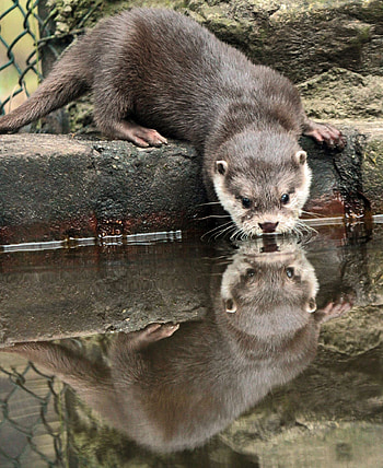 Adorable kleinklauwotter, Fascinating wildlife at Beekse Bergen, Cute otter antics, Enjoy nature's humor HD phone wallpaper