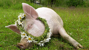 Adorable piglets, Barnyard mischief, Playful snouts, Joyful oinks HD wallpaper