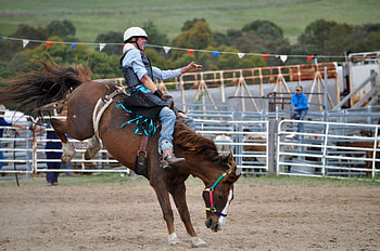 Cowboy, Horse, Rodeo sport HD wallpaper