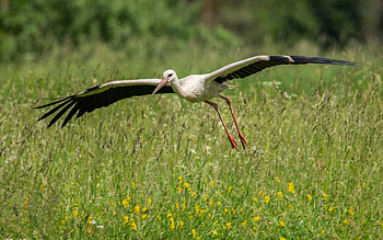 Stork, bird, Latvia, flight, meadow HD wallpaper