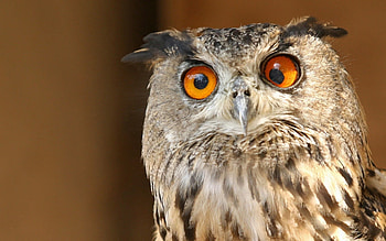 Animals, Owl, Eyes, Striped, Surprise, Astonishment HD wallpaper