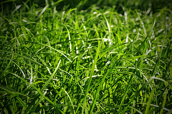 Grass, Macro, Greens HD wallpaper
