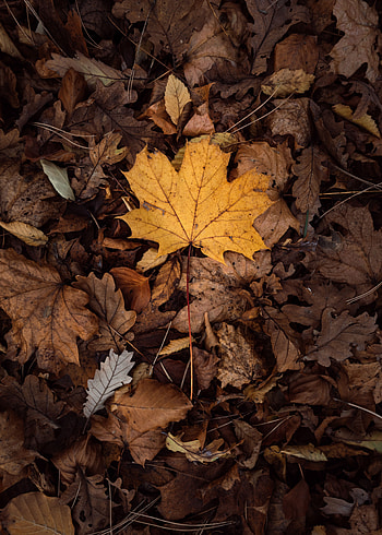 Nature, Autumn, Leaves, Foliage, Dry HD phone wallpaper
