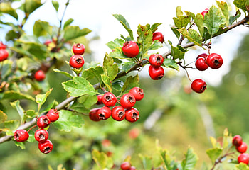 Hawthorn Berry Nature, Health Benefits, Hawthorn Berry, Ecowatch HD wallpaper