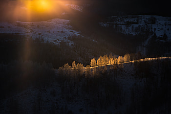 Sun Beams With Golden Light Over The Frozen Trees, trees, nature HD wallpaper