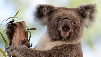 Koala chlamydia facts, John Oliver's fascination, Educational koala knowledge, Health concerns HD wallpaper