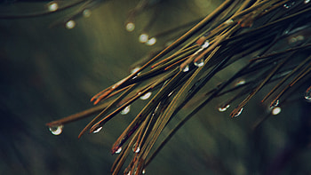 Rainy pine tree, Dark green nature, Mountain scenery HD wallpaper