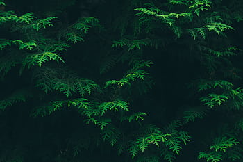Close-up of vibrant green evergreen leaves in a woodland setting in Ukraine. HD wallpaper