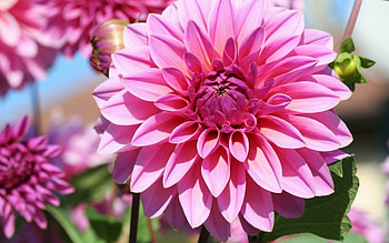 Pink Dahlias, summer, pink, pretty, dahlias, nature, flowers HD wallpaper