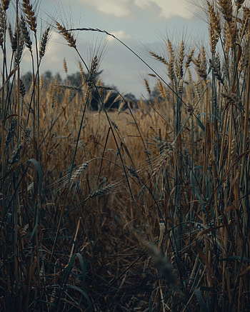 Nature, Cones, Wheat, Field, Dry, Spikelets, Harvest HD phone wallpaper