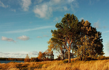 Landscape, Trees HD wallpaper